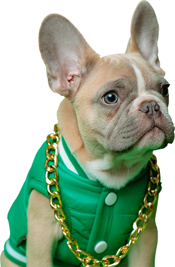 Frenchie with Chain